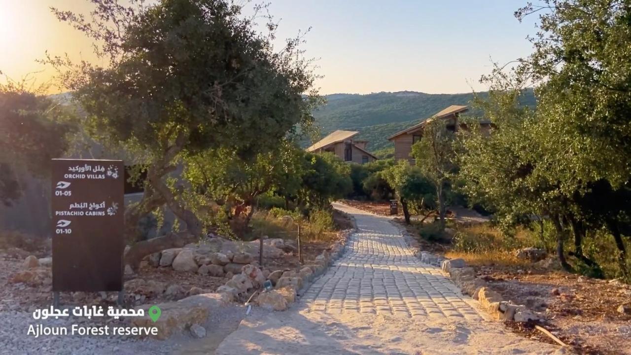 Ajloun Forest Reserve ジャラシュ エクステリア 写真