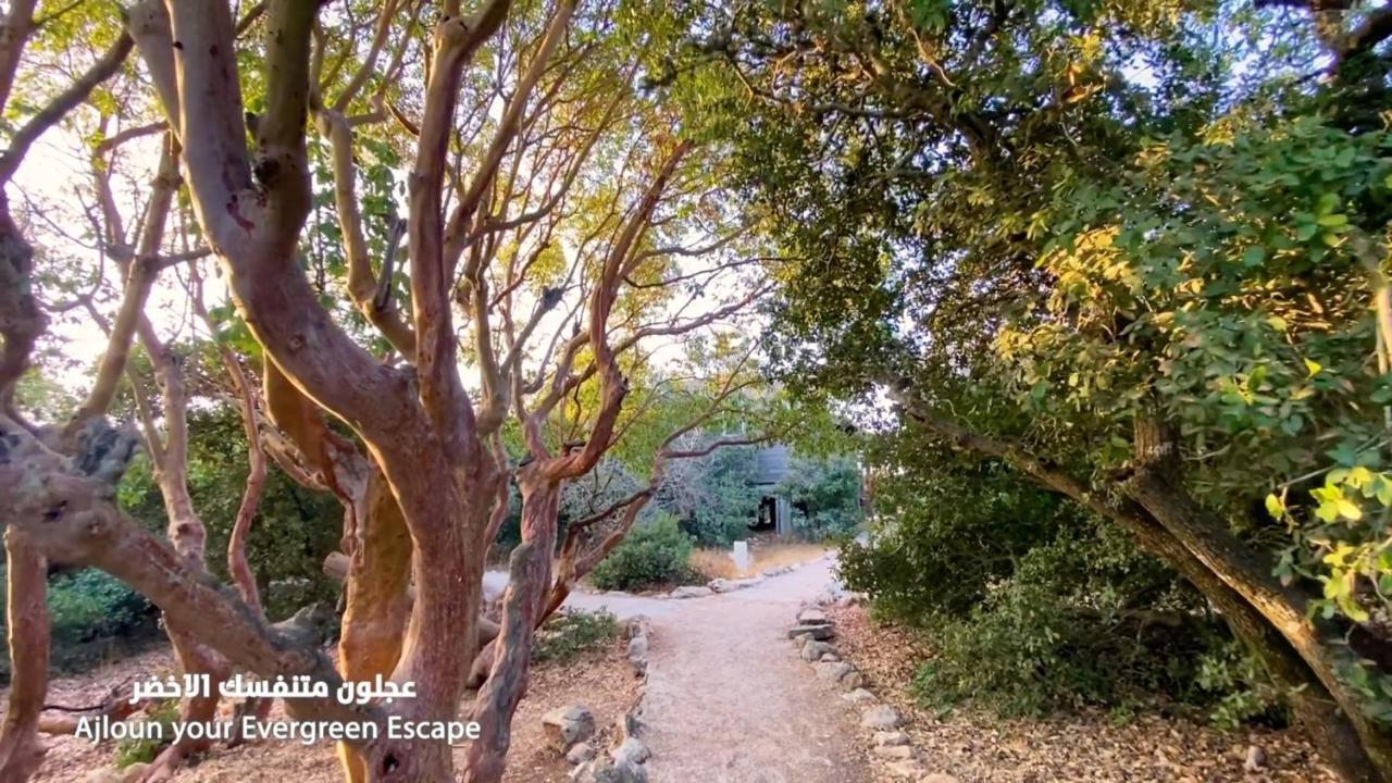 Ajloun Forest Reserve ジャラシュ エクステリア 写真