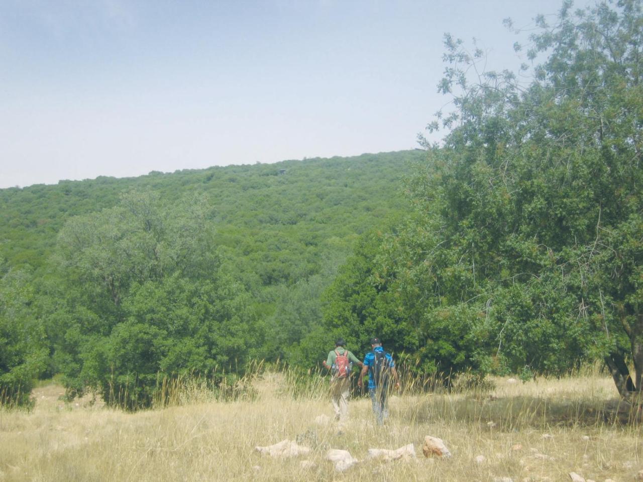 Ajloun Forest Reserve ジャラシュ エクステリア 写真